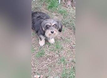 Wuschl, der Name ist Programm