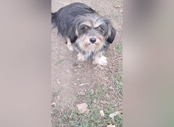 Wuschl, der Name ist Programm