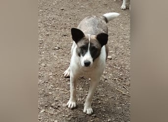 Klein, süß - Shanti