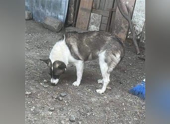 Klein, süß - Shanti