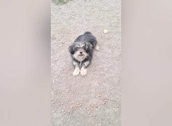 Wuschl, der Name ist Programm