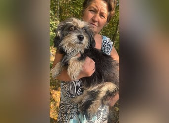 Wuschl, der Name ist Programm