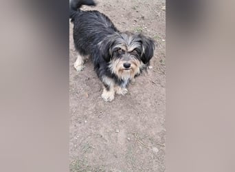 Wuschl, der Name ist Programm