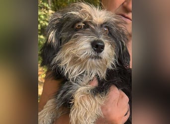 Wuschl, der Name ist Programm