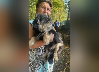 Wuschl, der Name ist Programm