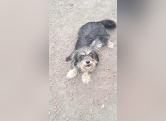 Wuschl, der Name ist Programm