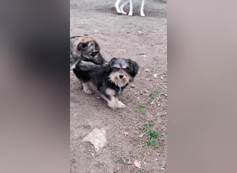 Wuschl, der Name ist Programm