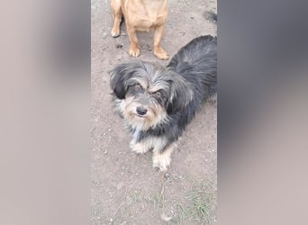 Wuschl, der Name ist Programm