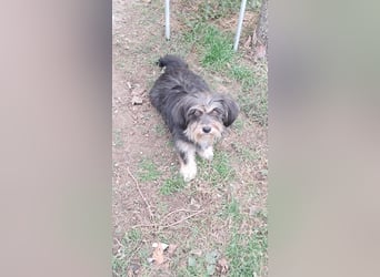 Wuschl, der Name ist Programm