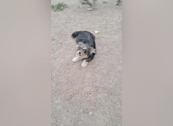 Wuschl, der Name ist Programm