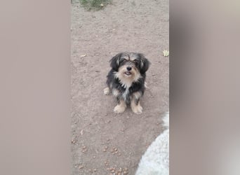 Wuschl, der Name ist Programm