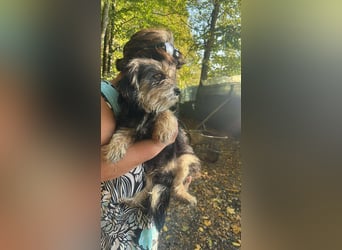 Wuschl, der Name ist Programm