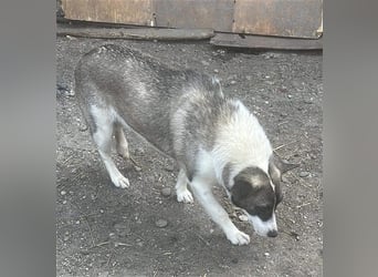 Klein, süß - Shanti