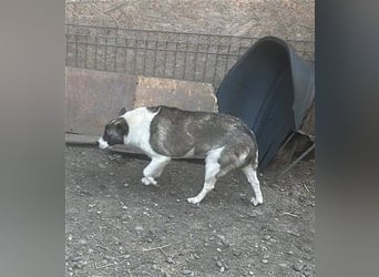 Klein, süß - Shanti