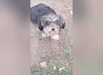 Wuschl, der Name ist Programm