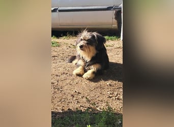 Wuschl, der Name ist Programm