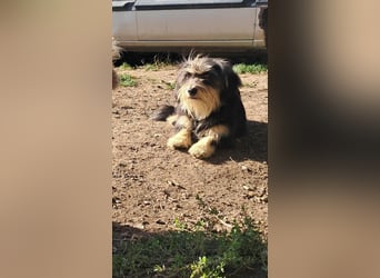 Wuschl, der Name ist Programm