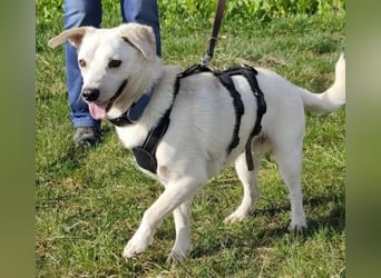 Ivory - kleiner, junger Herzenshund wartet in 70619 Stuttgart