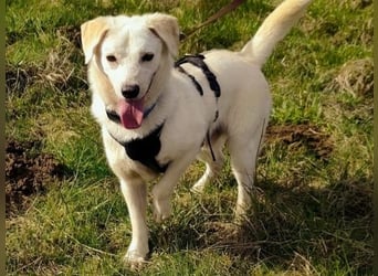 Ivory - kleiner, junger Herzenshund wartet in 70619 Stuttgart