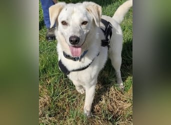 Ivory - kleiner, junger Herzenshund wartet in 70619 Stuttgart