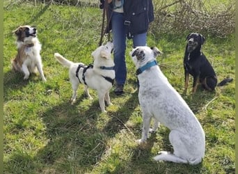 Ivory - kleiner, junger Herzenshund wartet in 70619 Stuttgart