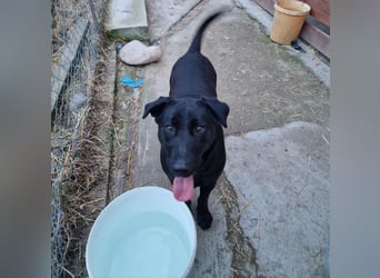 Liebevolle Fellmaus Vania sucht liebe Menschen