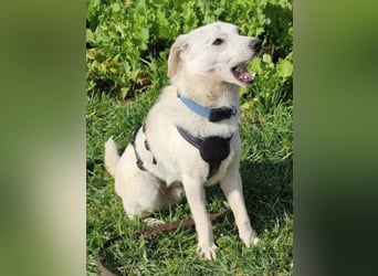 Ivory - kleiner, junger Herzenshund wartet in 70619 Stuttgart