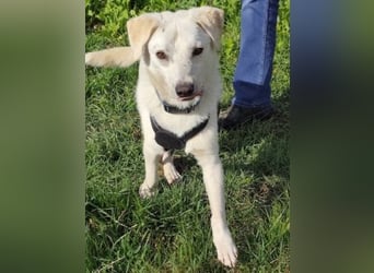 Ivory - kleiner, junger Herzenshund wartet in 70619 Stuttgart