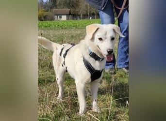 Ivory - kleiner, junger Herzenshund wartet in 70619 Stuttgart