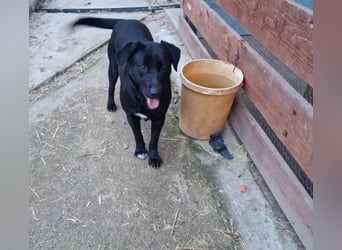 Liebevolle Fellmaus Vania sucht liebe Menschen