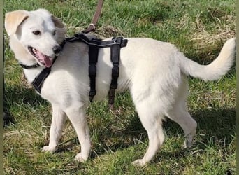 Ivory - kleiner, junger Herzenshund wartet in 70619 Stuttgart