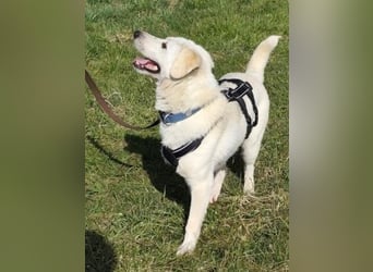 Ivory - kleiner, junger Herzenshund wartet in 70619 Stuttgart