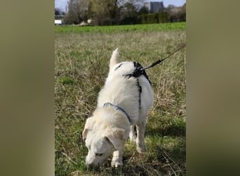 Ivory - kleiner, junger Herzenshund wartet in 70619 Stuttgart