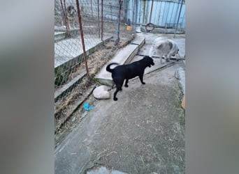 Liebevolle Fellmaus Vania sucht liebe Menschen