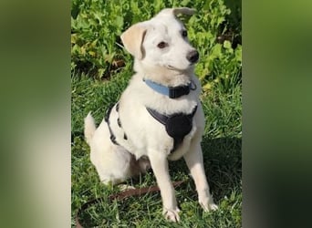 Ivory - kleiner, junger Herzenshund wartet in 70619 Stuttgart