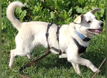 Ivory - kleiner, junger Herzenshund wartet in 70619 Stuttgart