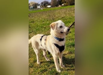 Ivory - kleiner, junger Herzenshund wartet in 70619 Stuttgart