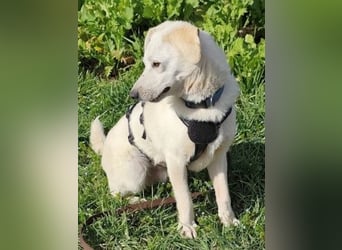 Ivory - kleiner, junger Herzenshund wartet in 70619 Stuttgart