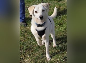 Ivory - kleiner, junger Herzenshund wartet in 70619 Stuttgart