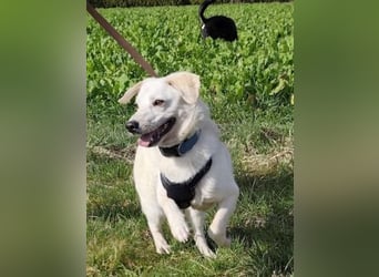 Ivory - kleiner, junger Herzenshund wartet in 70619 Stuttgart