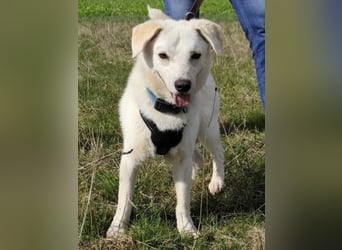 Ivory - kleiner, junger Herzenshund wartet in 70619 Stuttgart