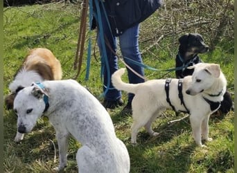 Ivory - kleiner, junger Herzenshund wartet in 70619 Stuttgart