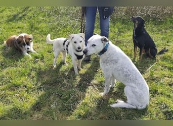 Ivory - kleiner, junger Herzenshund wartet in 70619 Stuttgart
