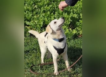 Ivory - kleiner, junger Herzenshund wartet in 70619 Stuttgart