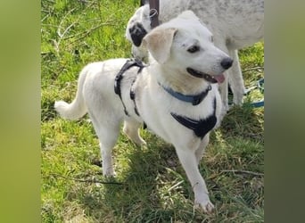 Ivory - kleiner, junger Herzenshund wartet in 70619 Stuttgart