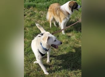 Ivory - kleiner, junger Herzenshund wartet in 70619 Stuttgart