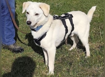 Ivory - kleiner, junger Herzenshund wartet in 70619 Stuttgart