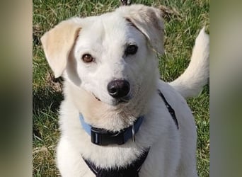 Ivory - kleiner, junger Herzenshund wartet in 70619 Stuttgart