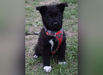 Donut vom Welpen Quartett