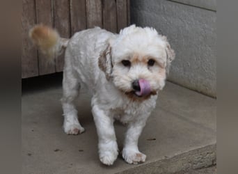 Whisky - Hahn im Korb